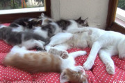 大暴れする5匹の子猫達にママもたじたじ…保護された三毛猫家族たちのその後