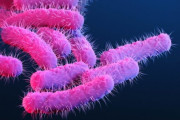 イギリスで性行為由来の薬剤耐性赤痢が拡大、韓国ネットでは同性愛めぐる反発コメントが殺到