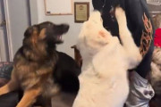 「実家を出た大学生が久しぶりに帰宅すると…」→犬たちはこうなる