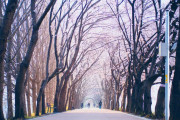 韓国が「日本の桜」をなくして韓国品種に植え替え【タイ人の反応】