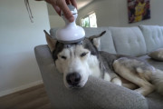 【犬の反応】人間用の頭皮マッサージ器をハスキーに使ってみたらこうなった！