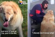 「太りすぎたから」前飼主さんに安楽死させられそうになった犬、獣医が拒み、新しいママの元でダイエットに成功！