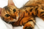 【凶悪】蛇口を開ける術を身につけたワル猫、自宅を水浸しにｗｗｗｗ