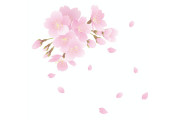 日本人が桜の花びらを掃除したら地面に「可愛いアート」が出現！ロマンチックすぎる！【台湾人の反応】