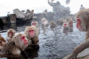 【海外の反応】日本人「みんなの国の”猿（モンキー）”の画像を貼ってくれ」