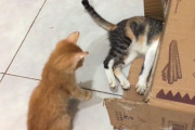箱に隠れたお友達をひっぱり出したい子猫ちゃん、「気のないフリ」が偶然成立しておびき出すことに成功！
