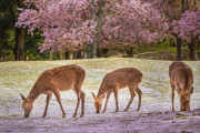 【海外】「日本って本当に特別だよね」桜と鹿の見事なコラボに海外称賛！