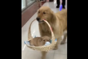 海外「素晴らしいママだね！」　わが子を周囲に自慢する犬が海外で話題に　海外の反応