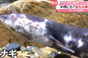 【韓国の反応】日本で突然変異の「パンダウナギ」発見、十万分の一の確率。韓国の反応「どうして日本だけ突然変異が頻繁なのか。放射能の影響。」