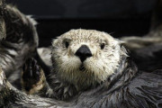 海外「ラッコも凄いが人も凄いな」鳥羽水族館の水中からジャンプするラッコを見た海外の反応