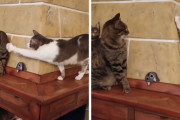 カメラは捉えた！こっそりちょっかいをかけては「知らんぷり」して誤魔化す猫の姿を！