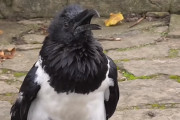 英語を喋る見た目もちょっとオシャレな感じのカラス