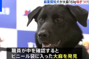 海外の反応：「よくやった！」成田空港の麻薬探知犬のモモタロウが大麻を発見する大手柄！