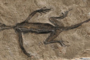 「2億8千年前の爬虫類の化石」、実は作り物だったことが発見から90年後に判明（海外の反応）