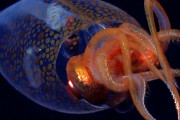 【海外】「初めての深海映像！コロッサル・スカイドが自然の生息地で捉えられた驚きの瞬間」