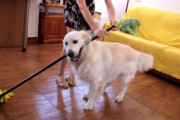 仕草が可愛くてほっこり♪掃除中の飼主さんの気を引こうと邪魔してくるゴールデン・レトリバーのベイリーくん♪