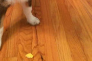 ピーナッツバターの味を知ってしまった犬の表情がヤバい　これは完全にピーナッツバター中毒になる顔ですわ