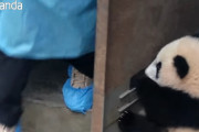 ドアにぶら下がって遊んでいたパンダの赤ちゃん→ドアが開いて一緒にスィ～！からのポイッ！！