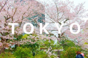 海外「満開の桜が美しい！」皇居周辺の桜の映像が話題に（海外の反応）