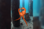 【海外】「驚きの水中世界：タツノオトシゴが卵を渡し合う瞬間を目撃せよ！」