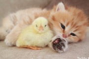 ブリティシュショートヘアの子猫とヒヨコが一緒にウトウト…。寄り添って眠っちゃう様子が可愛い！
