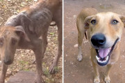 皮膚病を患い衰弱しきった野良犬が保護されみるみる元気に。きちんとしたケアでこんなに変わる