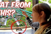 海外「最高のソーシャルディスタンスだ！！」かつて津波に遭った地域の今！珍しい「そば」に驚き！？