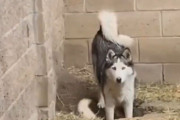 穴を掘っていたのが飼い主にバレたときの犬たち…絶望と証拠隠滅