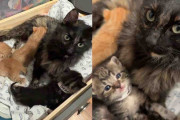 【海外】「優しい人々が捨てられたタイヤの中に住む母猫と子猫を発見。彼らの運命が一夜で変わった感動の物語」