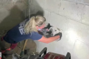 5日間も行方不明に…迷子犬救出のためにコンクリートの壁を破壊！無事に助け出すことが出来るのか!？