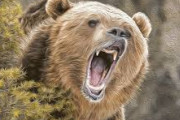 動物園で酔った男性がクマの檻に乱入、取っ組み合いの格闘に・・・
