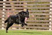 【感動】ある日山へ散歩に出かけると3匹の大型犬が放置されていた… 海外の反応