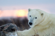 海外の反応　ホッキョクグマがかつてないほどの絶滅の危険に！？【気候変動】