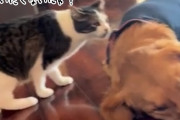 「大丈夫にゃ？」病院から帰ってきた犬が心配でそばに寄り添う猫