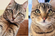 【海外】「階段下に隠れていた子猫が缶を開ける音で現れ、助けてくれる人に出会う」