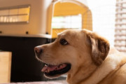 韓国人「賢すぎる犬をご覧ください」