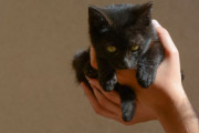 初めて子猫を飼ったら、黒猫が巨大なクロヒョウに進化してしまった件