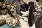 【海外】「子猫を一匹だけ迎え入れるつもりが、母猫とその子猫3匹を連れ帰った女性の感動ストーリー」