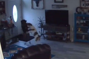 留守中に遊んでた犬2匹「ヤバい、壁に穴が空いちゃった！」→人間のようにあせり始める
