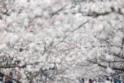 韓国人「鎮海軍港祭、初週末から大混雑！350万人来場予想」→「行くなら覚悟しろ」