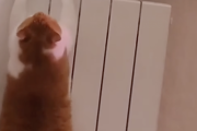 そんなことある！？ぽっちゃり猫が高い場所に登ろうとして奮闘！