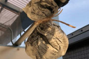 海外「日本人が環境に優しいハチの巣対策を教えてくれてるぞ！」