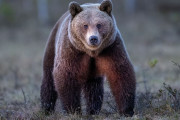 【海外】クマ対ライオン：歴史を変える！？想像を超えた壮絶バトルを徹底検証