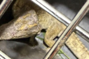 驪州の川に50cmのワニ出現、ペット遺棄疑惑に「飼えないなら飼うな」と韓国で怒りの声