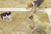 どんな時でもヒーローはやってくる！自分よりも大きな犬にも果敢に立ち向かう猫。海外の反応