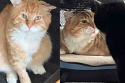 【海外】タイヤショップで見つかった猫が、ついに待ち望んだ家族と出会う！感動のストーリーとは？