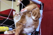 跳躍しまくる猫界のスーパー☆キーパー！ボールを取るためならゴールの破壊も辞さない！？