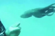 海外「かわいい～！」ダイバーに興味津々のタコの赤ちゃんが可愛すぎる