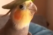 あの有名曲を奏でるインコさんに海外が感動！←この曲分かる人いる？海外の反応