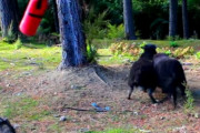 【奴が現れる】森に真っ赤なサンドバッグを置いて放置した結果・・・　海外の反応